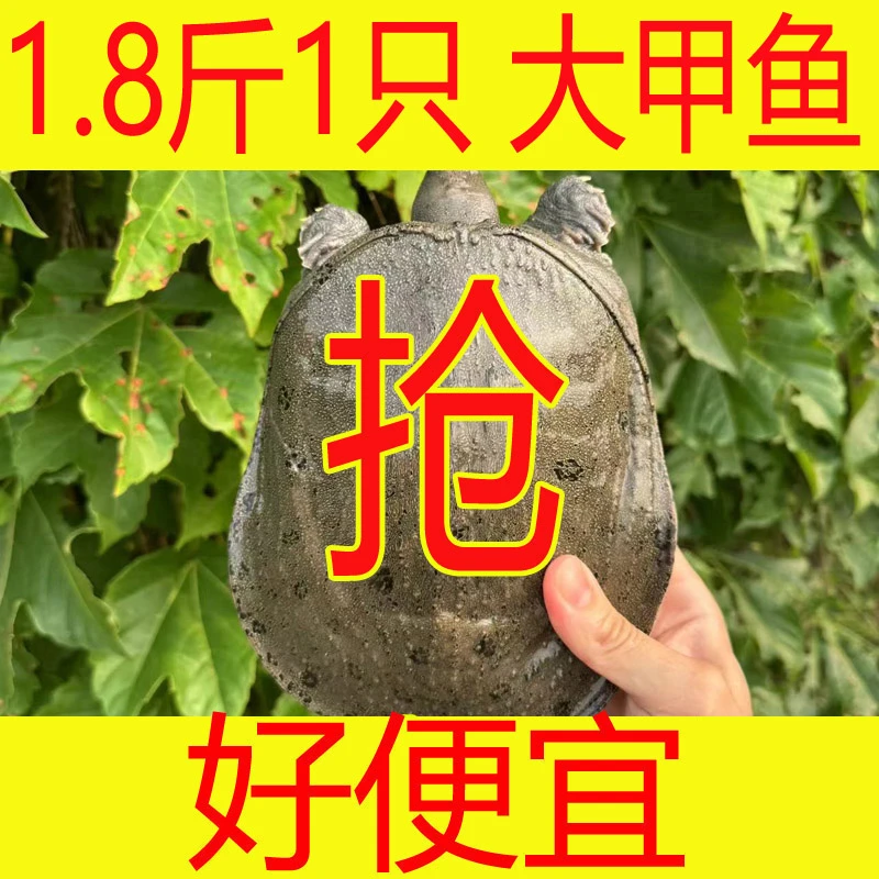 尝鲜价【收到死了包赔】2只共3.5斤 鲜活食用大甲鱼活体新鲜水鱼