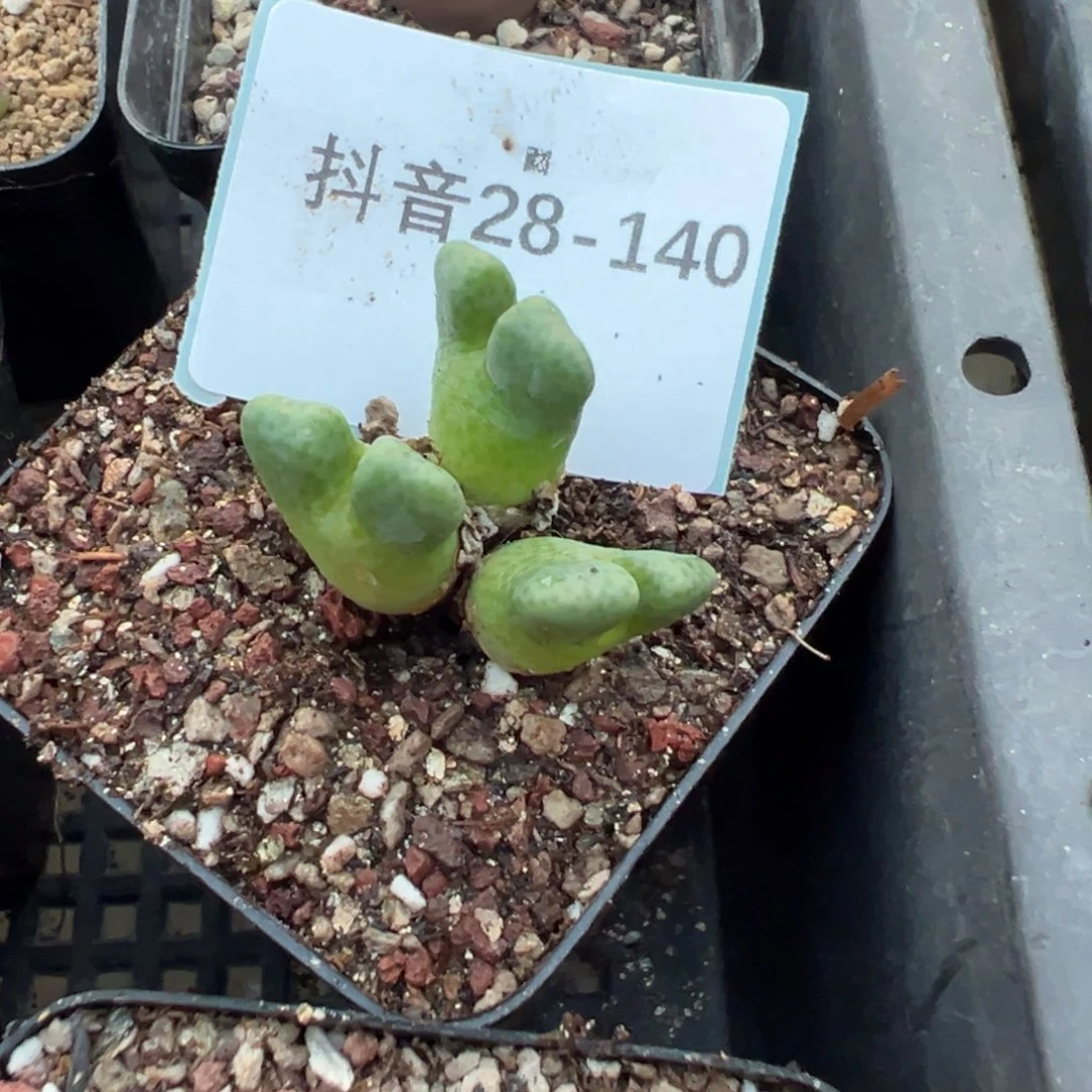 28-140鹿角斑马多肉