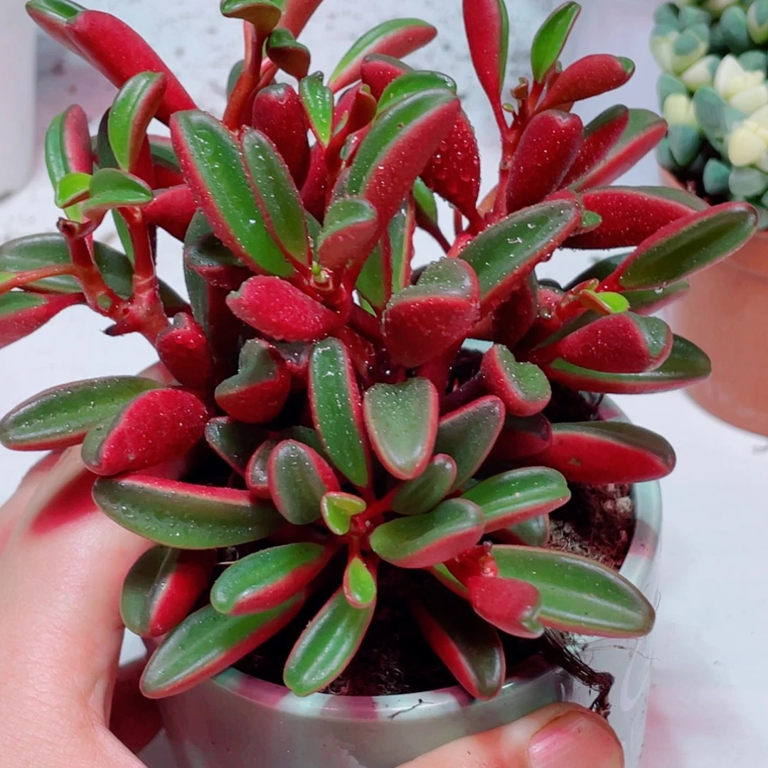 红贝椒草凑单凑满9.9包邮