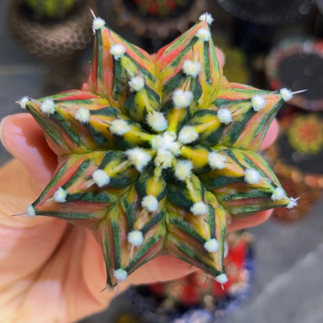 海神锦 米哈仙人球