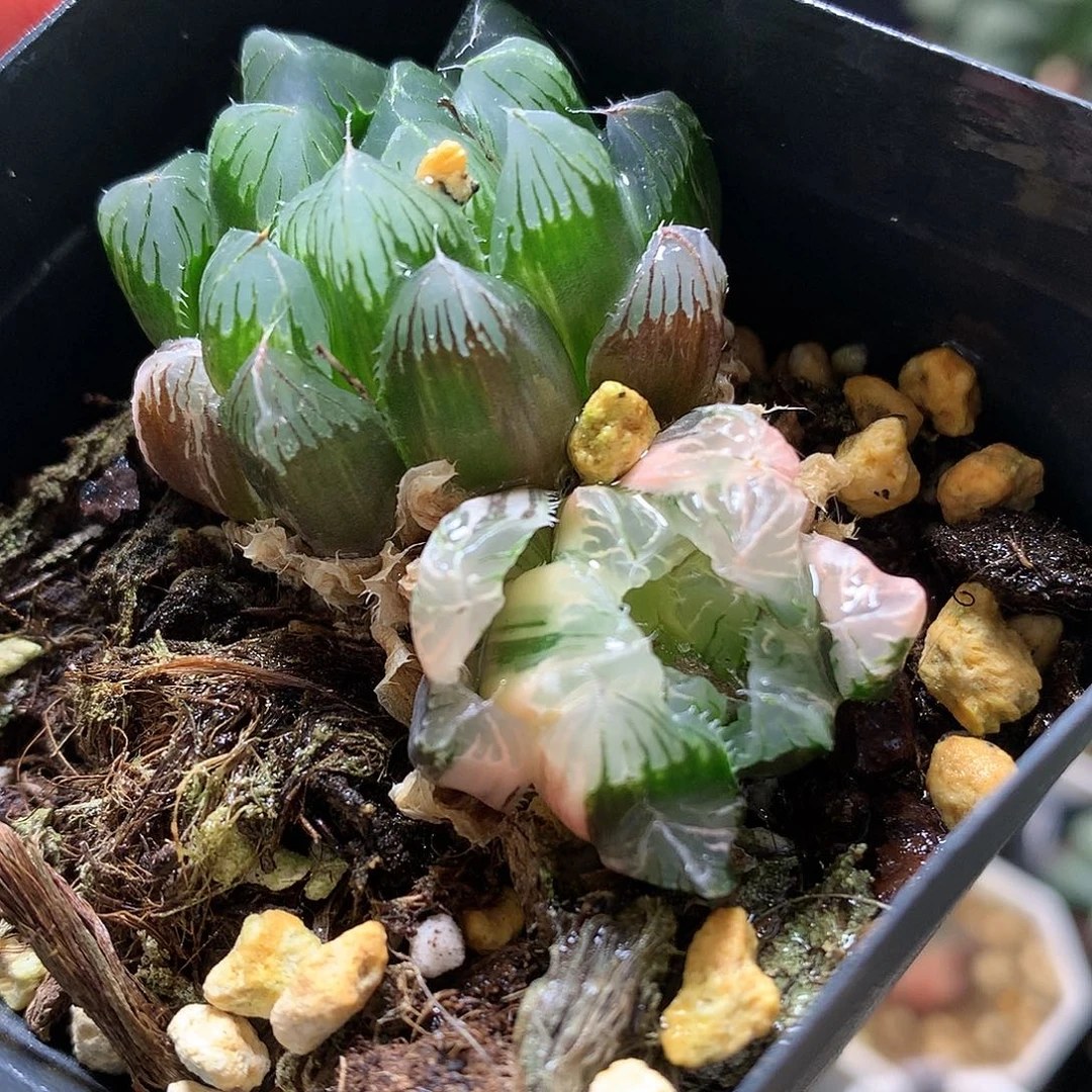 夏沫玉露锦带盆土发货loo