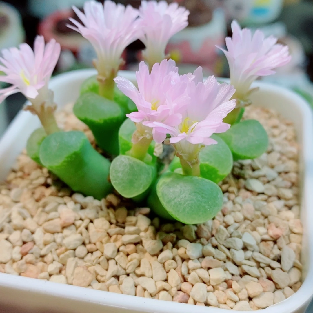 生石花花花花花花花517