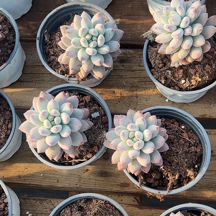 团075号。  哥特萝莉