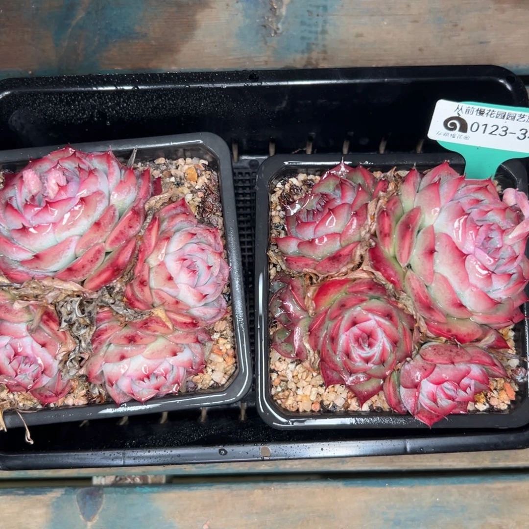 多肉编号0123-349