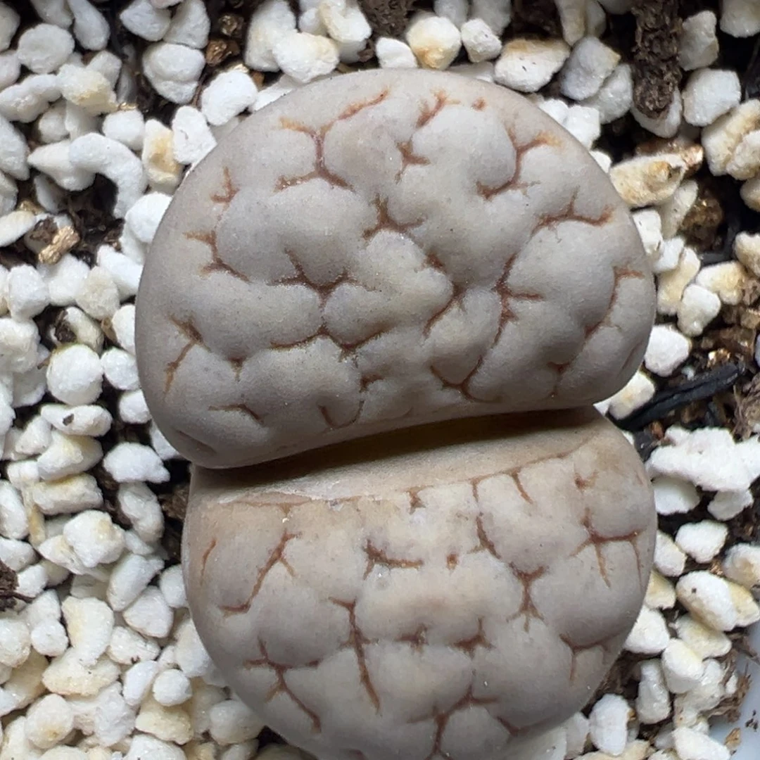 【闪购商品】108……