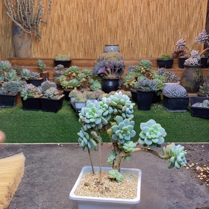 向***往67号劳尔多肉植物