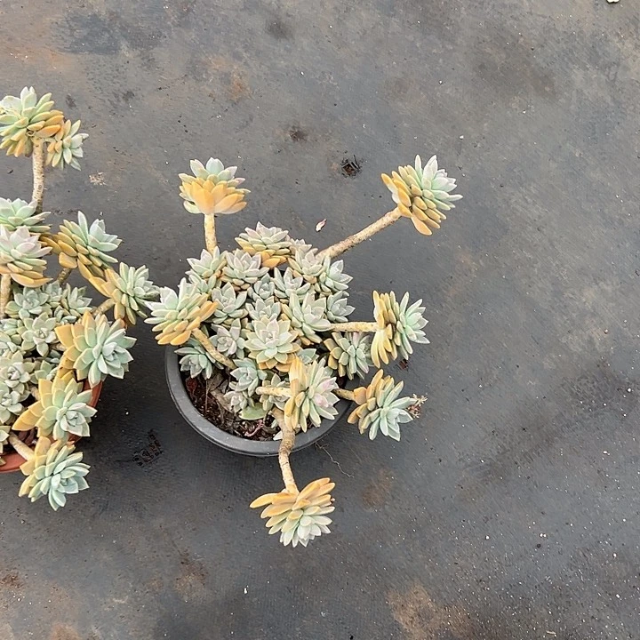 无花朵超大淡雪。