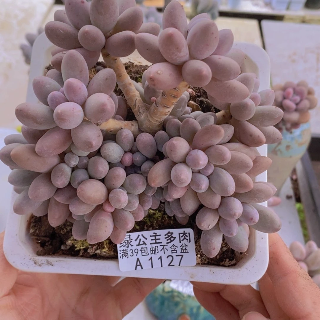 汤圆老桩13cm1127多肉植物