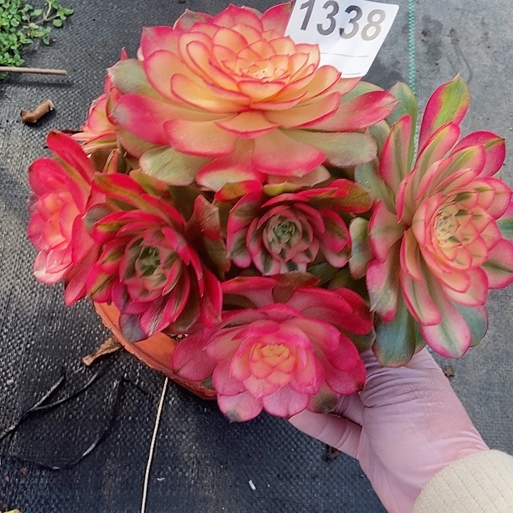 红陶1338荔枝4冠服18