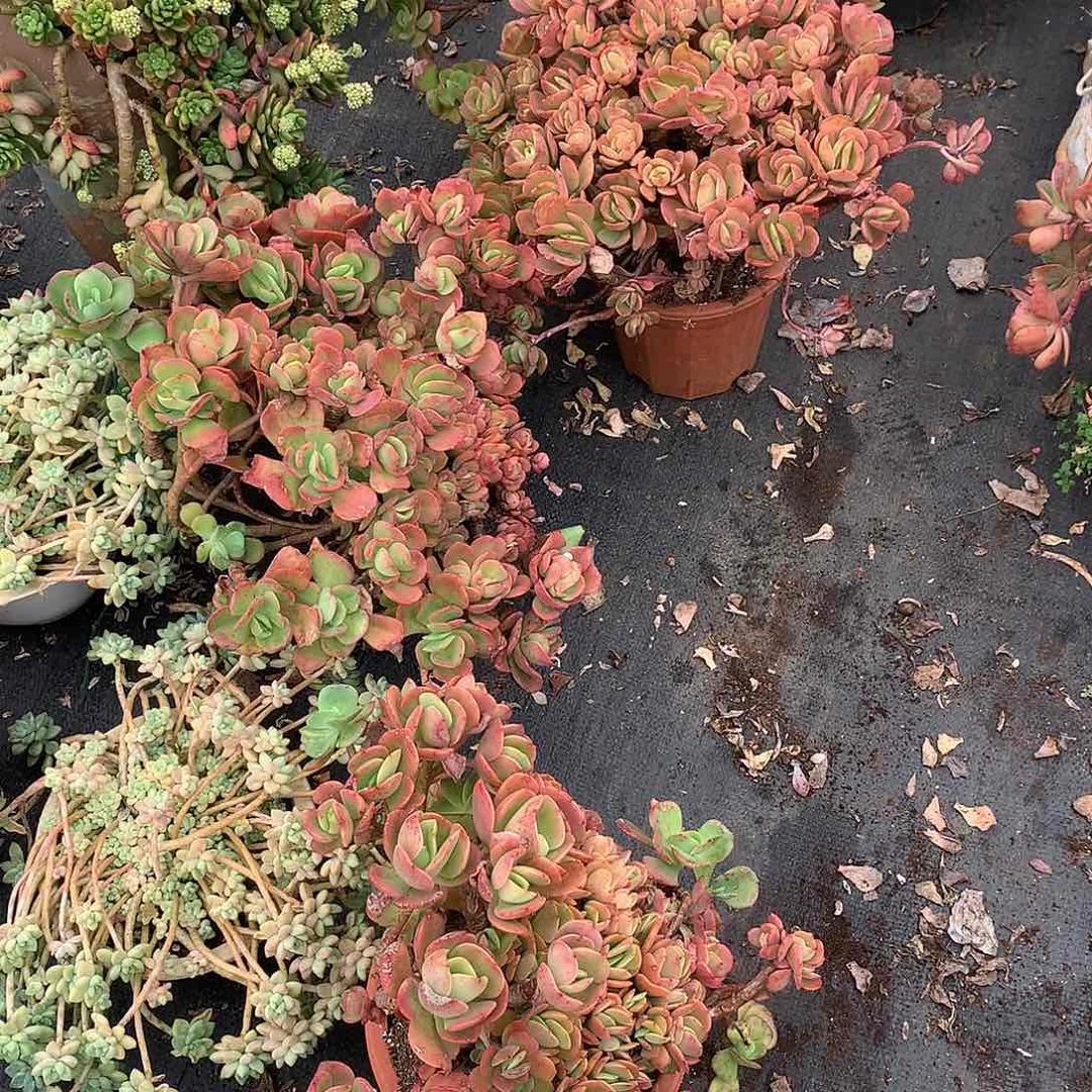 胖哥多肉推荐火焰玫瑰49