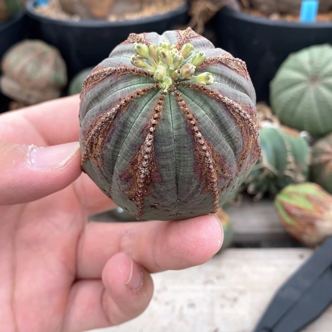 8 欧系实生布纹球多肉植物