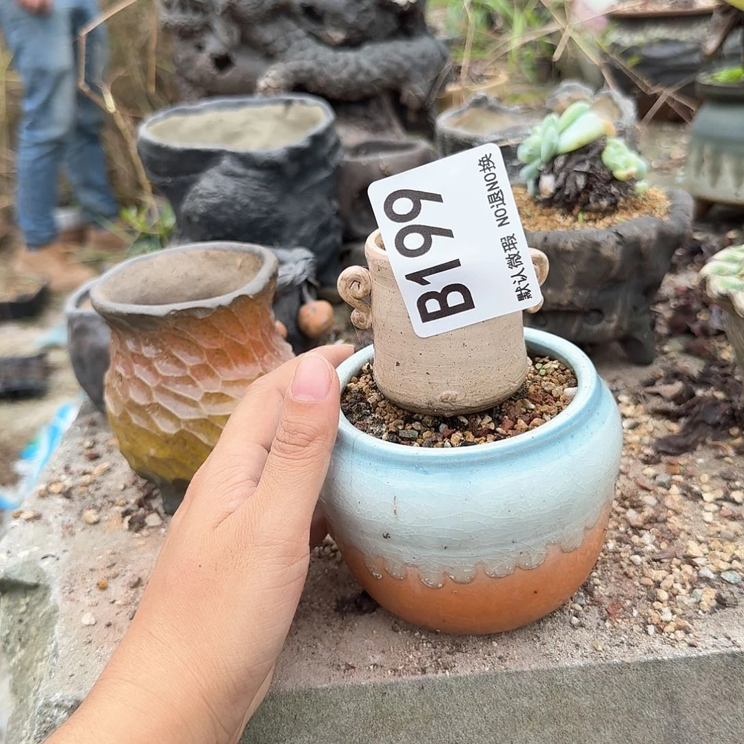 重庆小燕子欢迎大家199