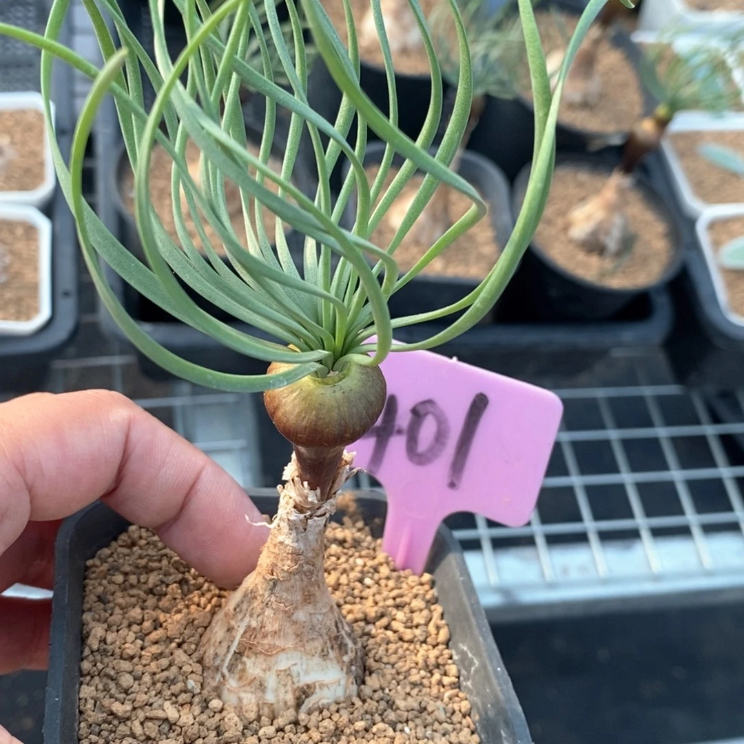 gn弹簧草多肉植物