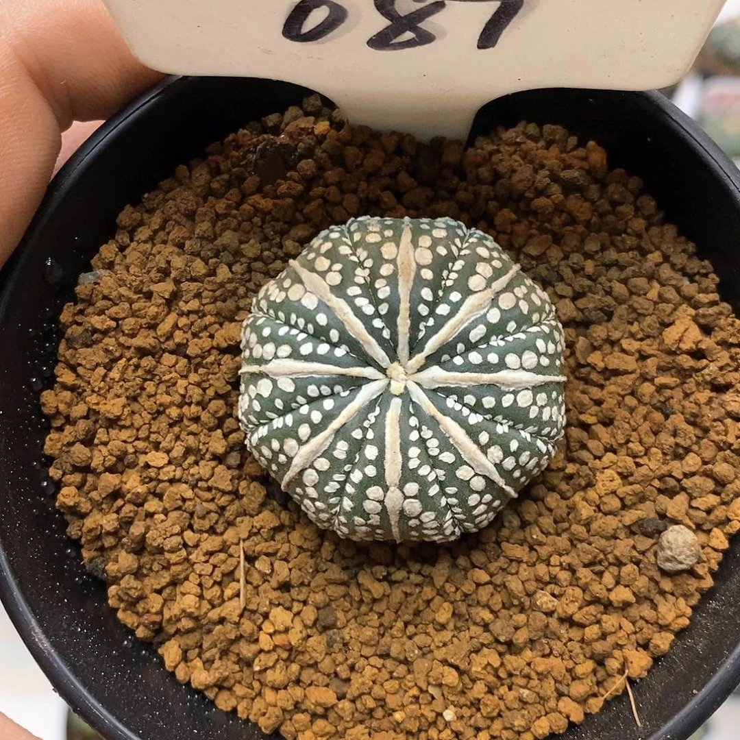 087奇迹福利特价咯哦吼吼