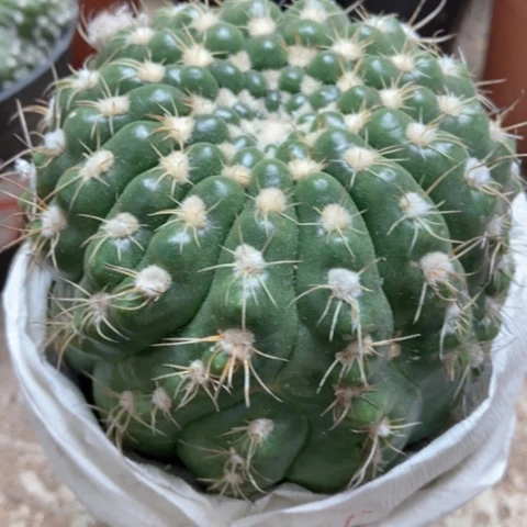 选美玉仙人球8米仙人球