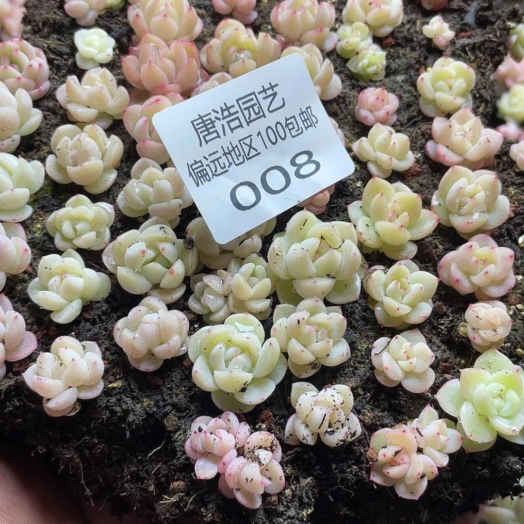 堇买64珍妮混一物一拍008