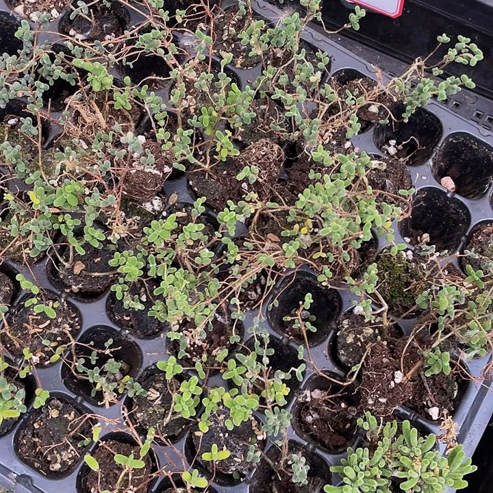 2**15号筐带盆土发货枝干