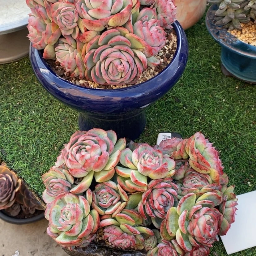 【闪购商品】潘****a多肉植物