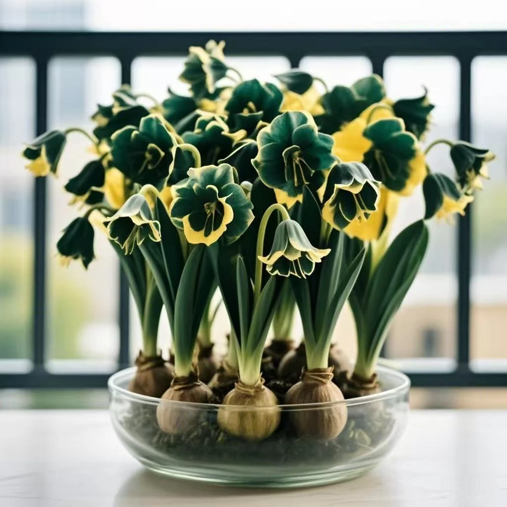 【驱蚊虫】四季开花宝莲灯球盆栽好养室内外可种水培花卉植物耐寒热