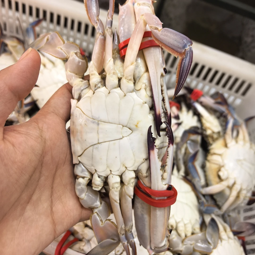 【保鲜不保活】鲜活梭子蟹和皮皮虾混拼3斤装！梭子蟹2-3两一只