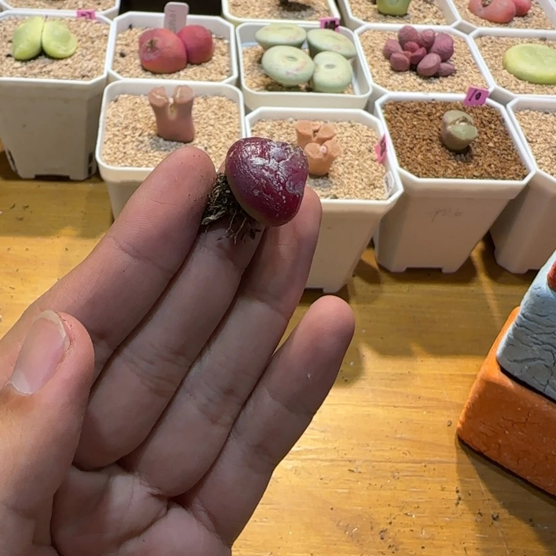 红陶?***琴我们的目标是成为一个优秀的人和