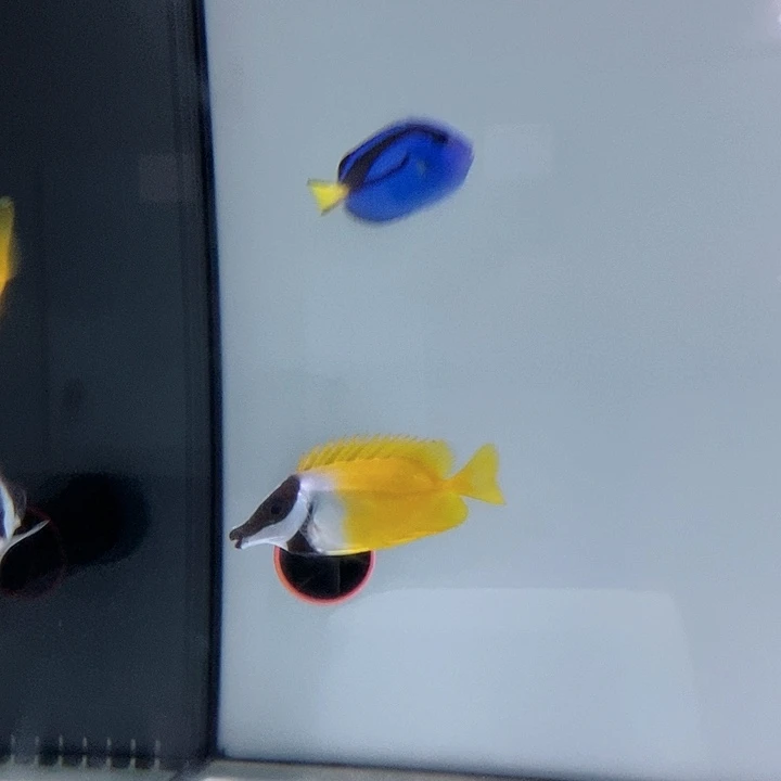 海水海水观赏鱼黄狐狸7-8秒颗粒