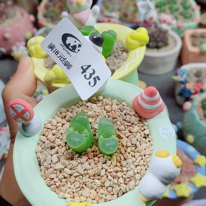 n***a生石花花花花花花花459