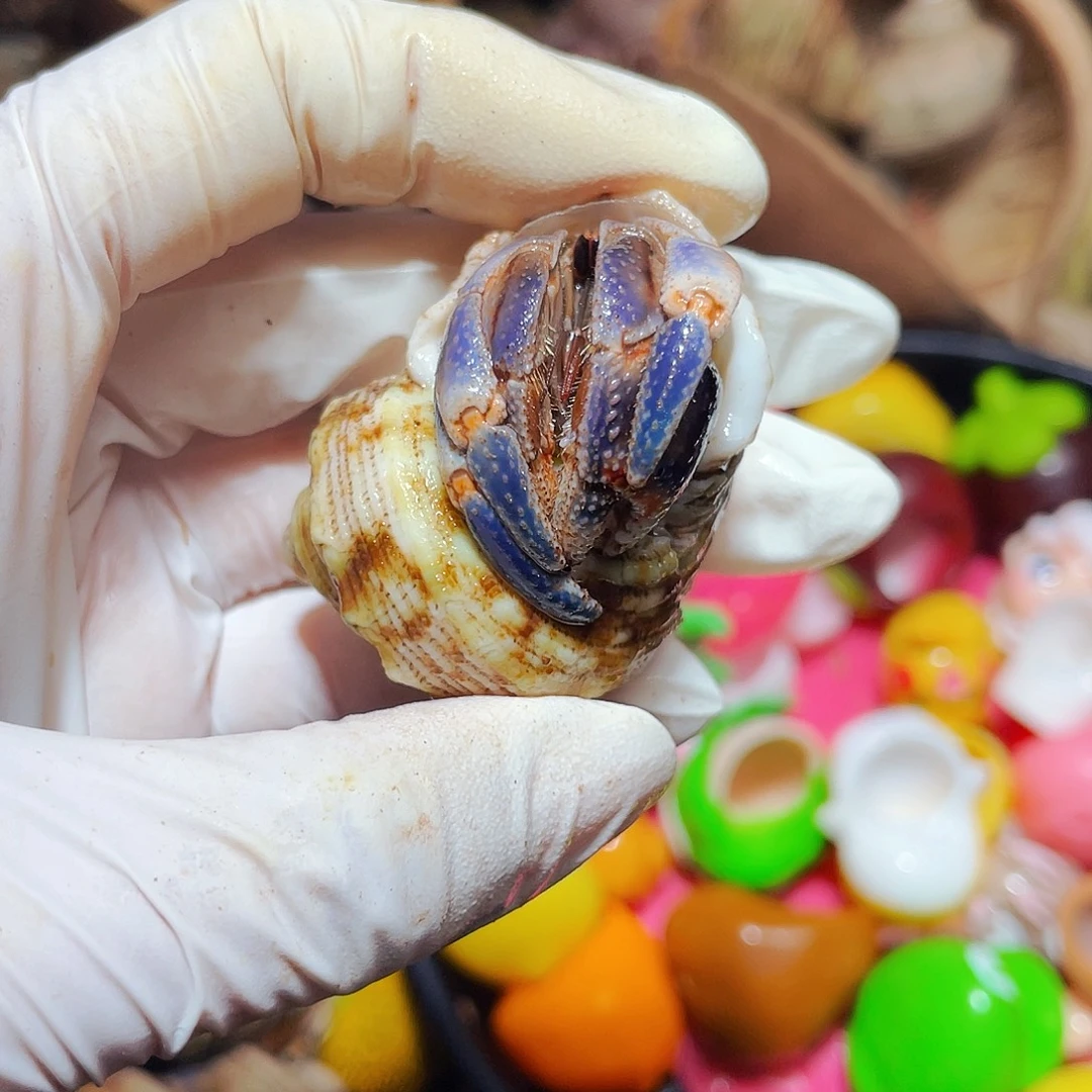 陌派有钳寄居蟹262