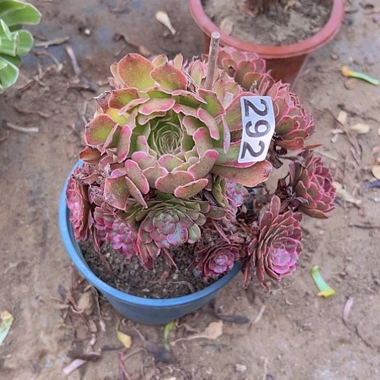 艾***姐一颗多肉法师植物