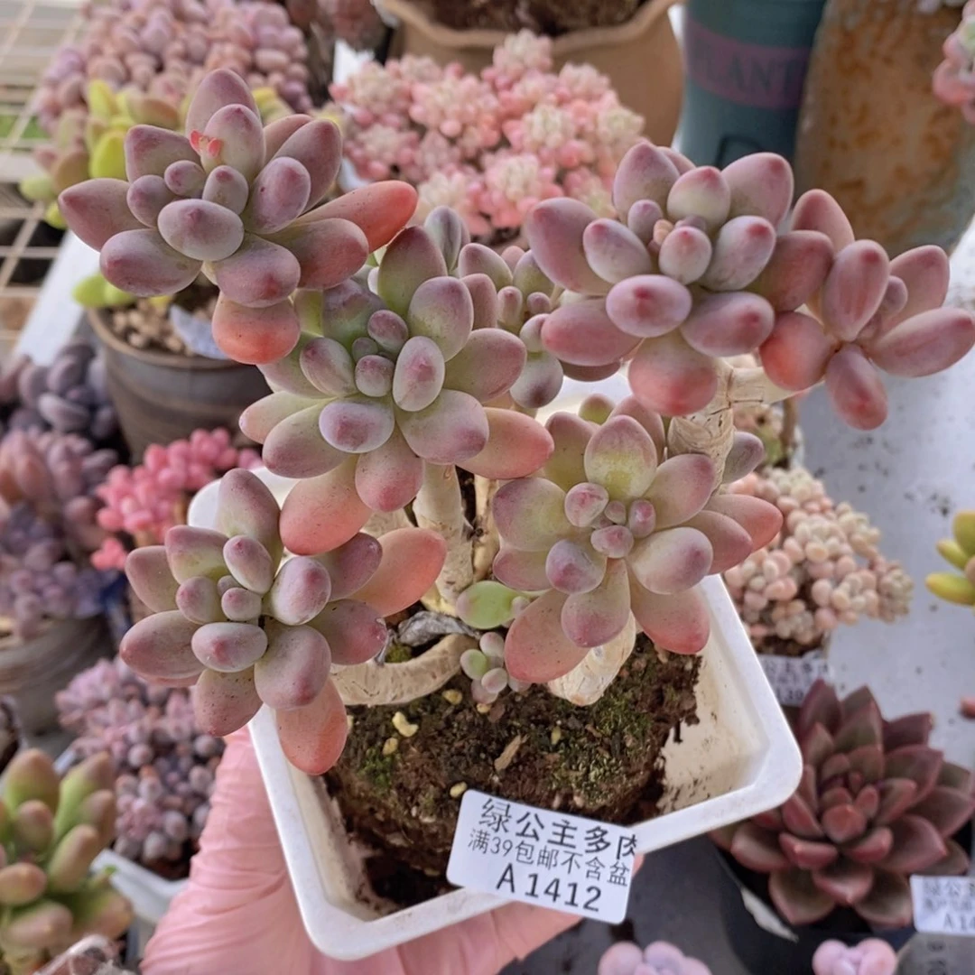 苹果奶老桩10cm1412多肉植物