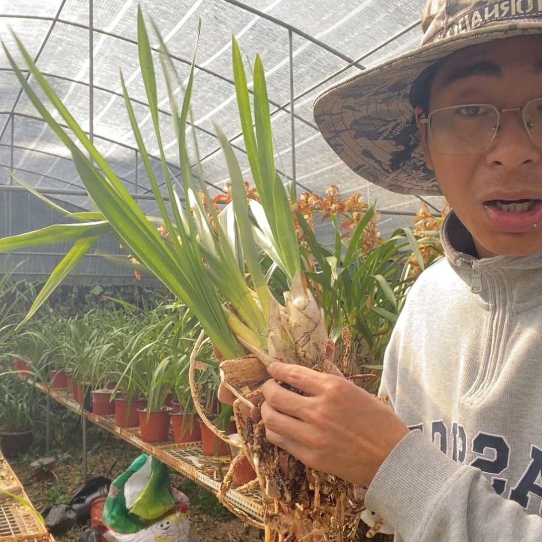 完全开放大理青和素