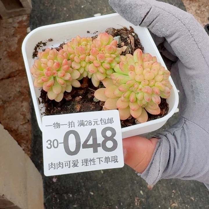 香格里拉缀化多肉多肉多肉植物
