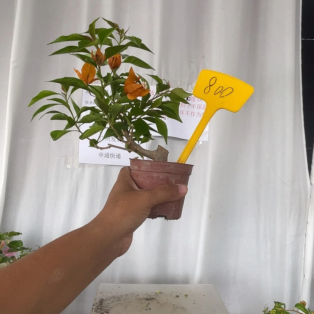 当前无花栽培后可以开花800掌中宝橙桑巴