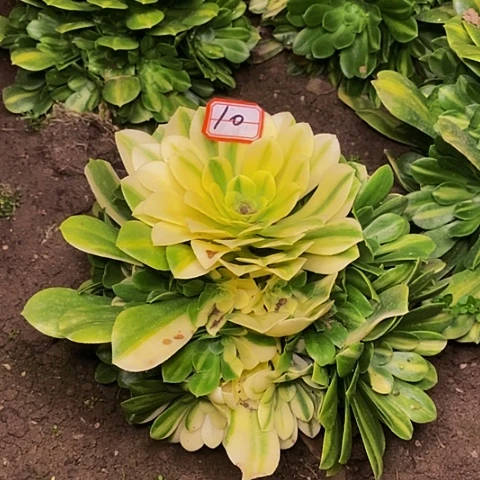 五彩琉璃花脸捧花10链接