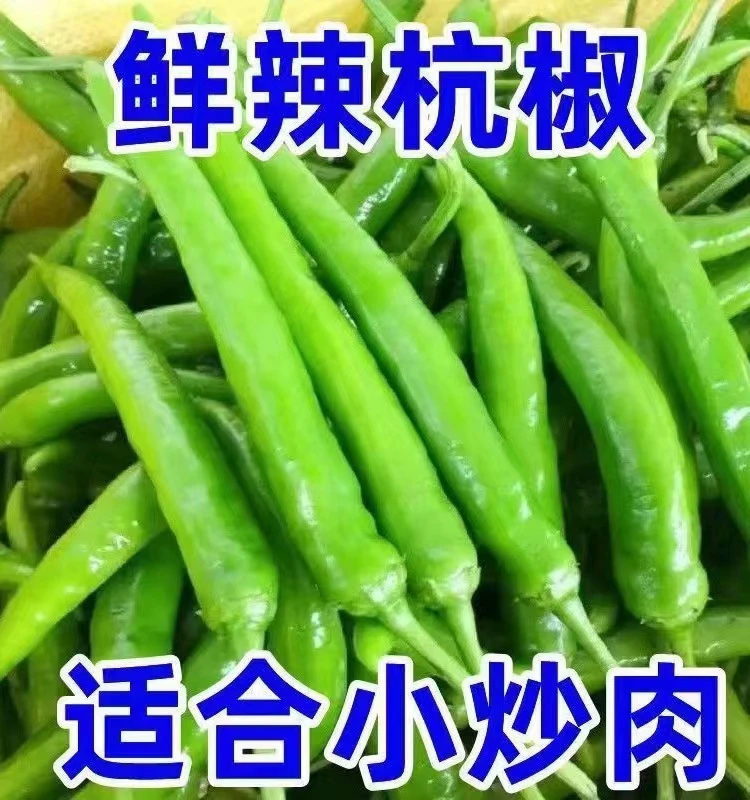 新鲜杭椒现摘现发农家自种香辣尖椒皮薄肉厚4.5-5斤Z