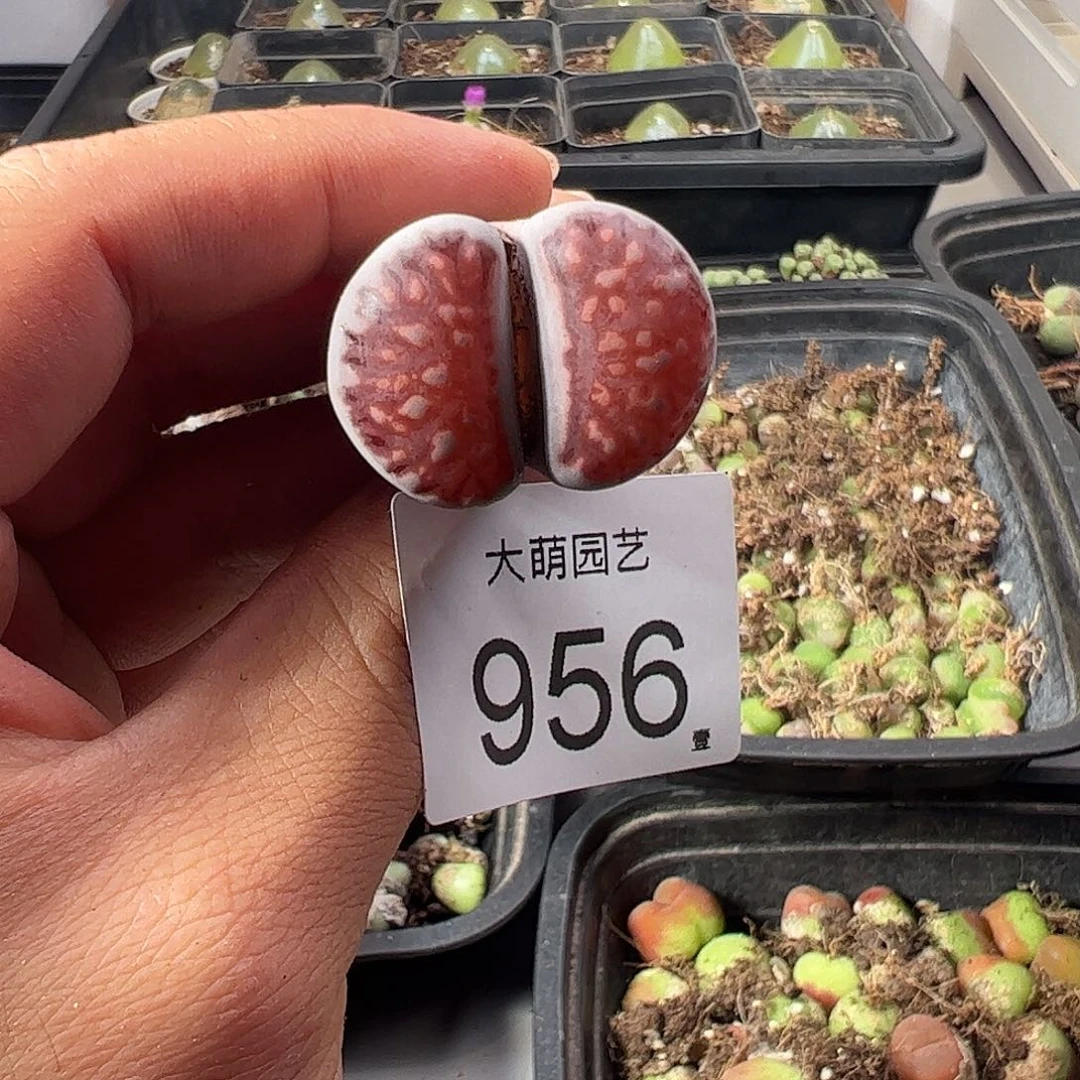 一物一拍。             956