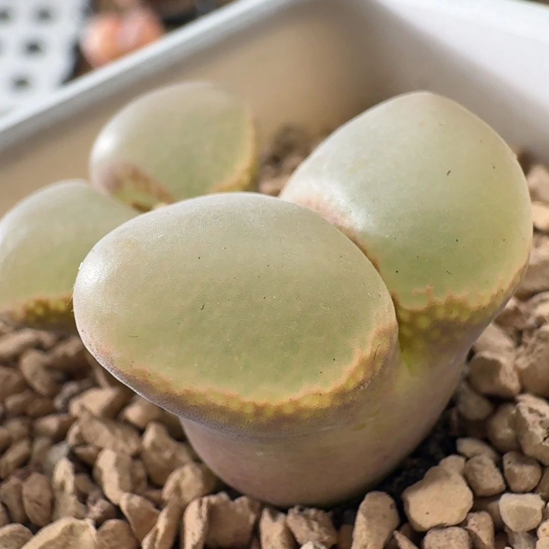 3735风铃玉肉锥植物