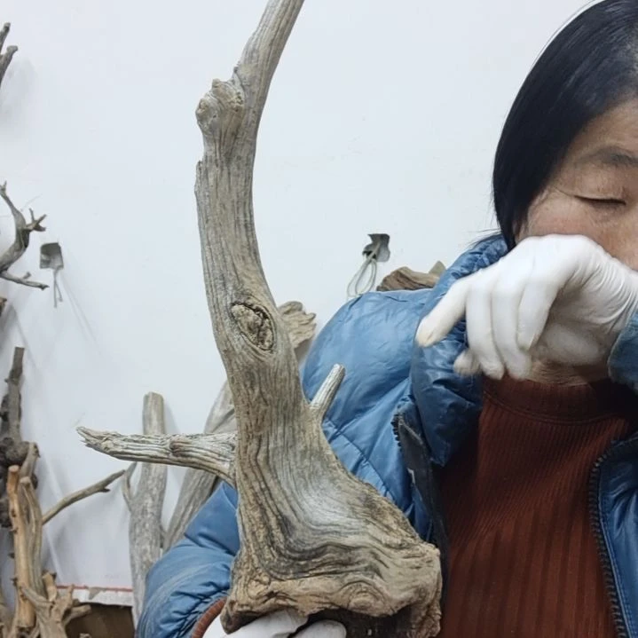 风车木（黑檀木）瑜*