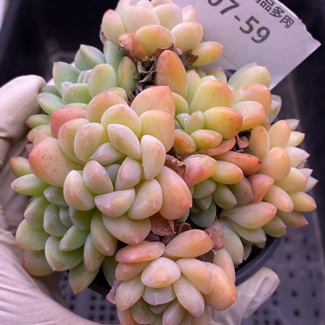 【闪购商品】07-59