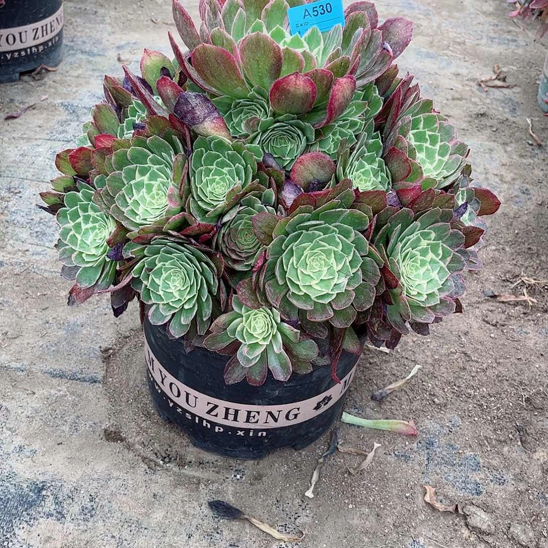 小*猪多肉植物万花桶530