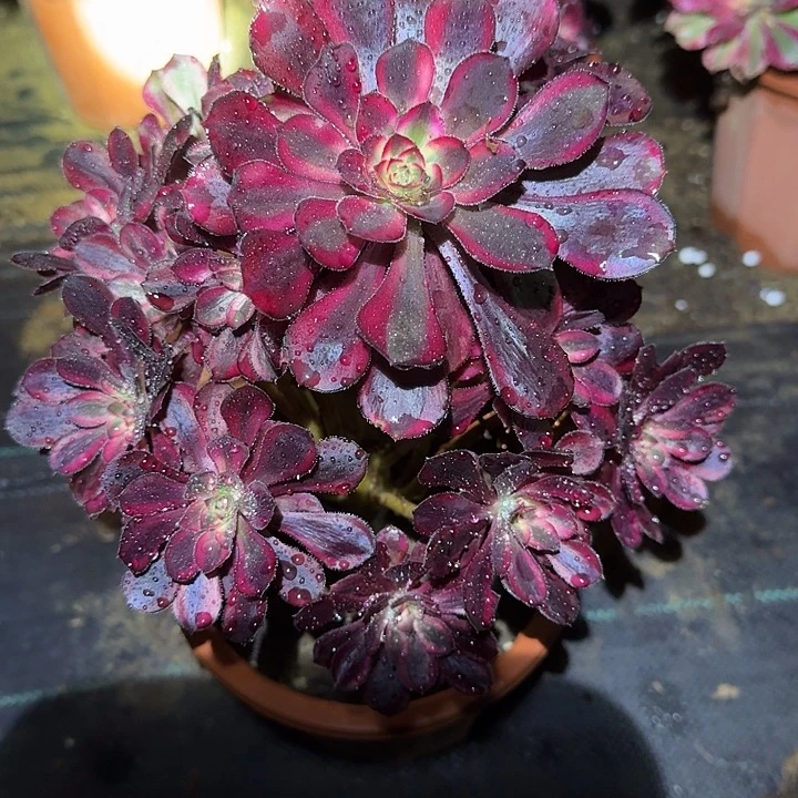 精品香奈儿捧花亏本福利22