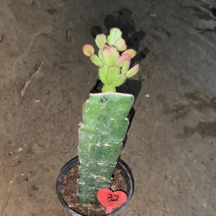 =***=当前无花栽培后可以开花037  32