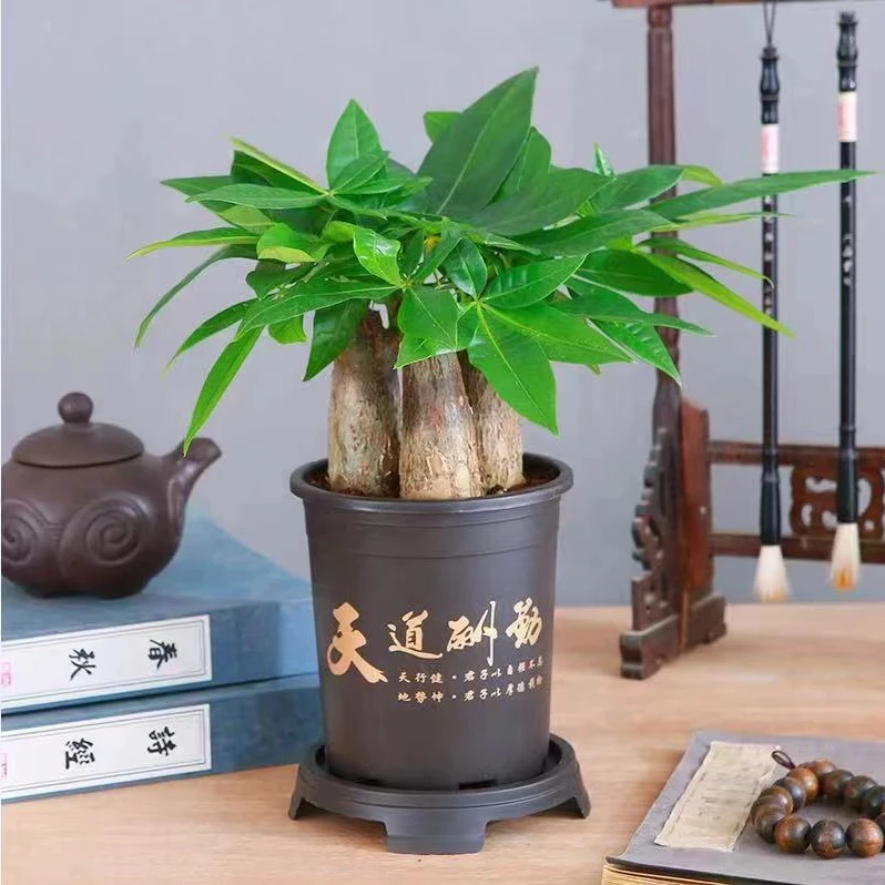 三杆发财树绿植办公室水培盆栽好养易活四季常青绿植【天道酬勤盆】