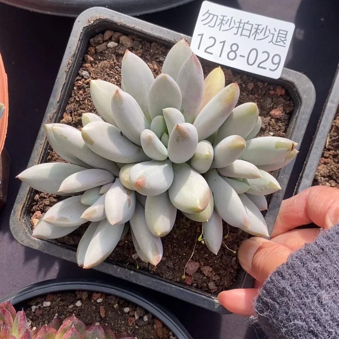 两单包邮1218-20哥特