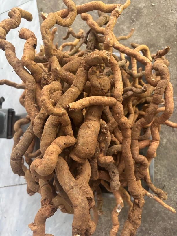 江西赣南刚下山新鲜没洗：石钻子：石钻风：石猴枣：独行千里