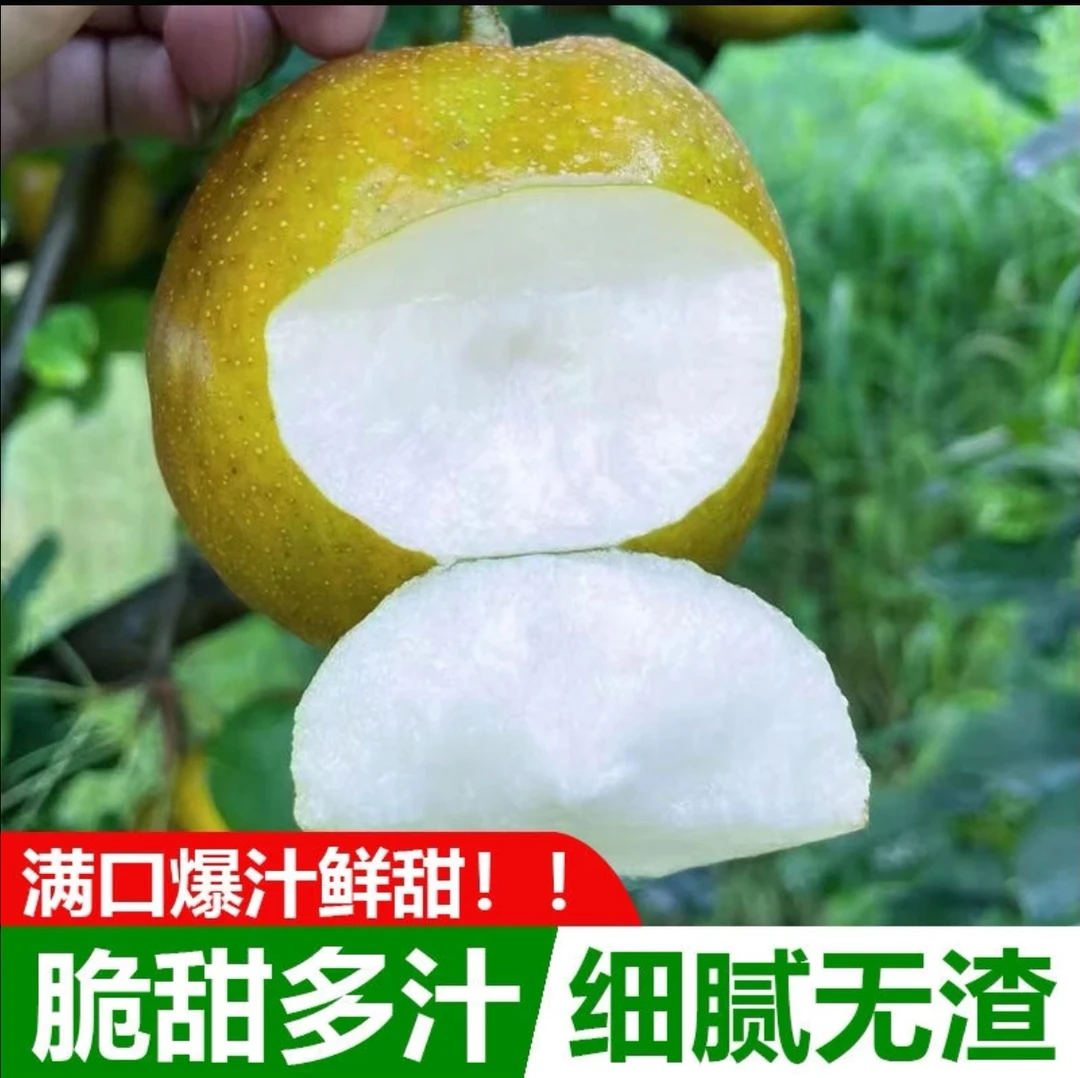 【高端贵族】四川南部恒寧翠冠梨CCTV-10采访报道皮薄甜新鲜水果