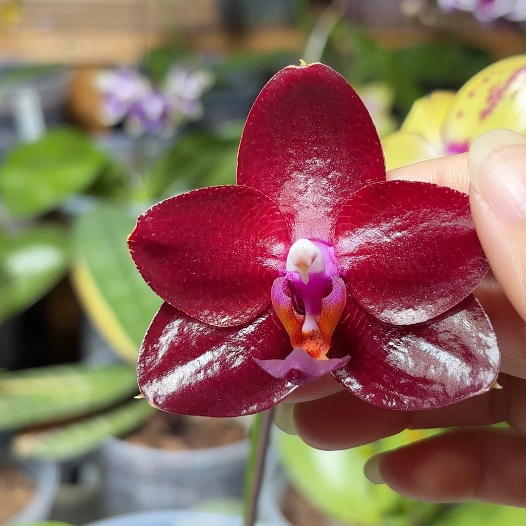 大部分开放少量花苞弥陀太阳国王