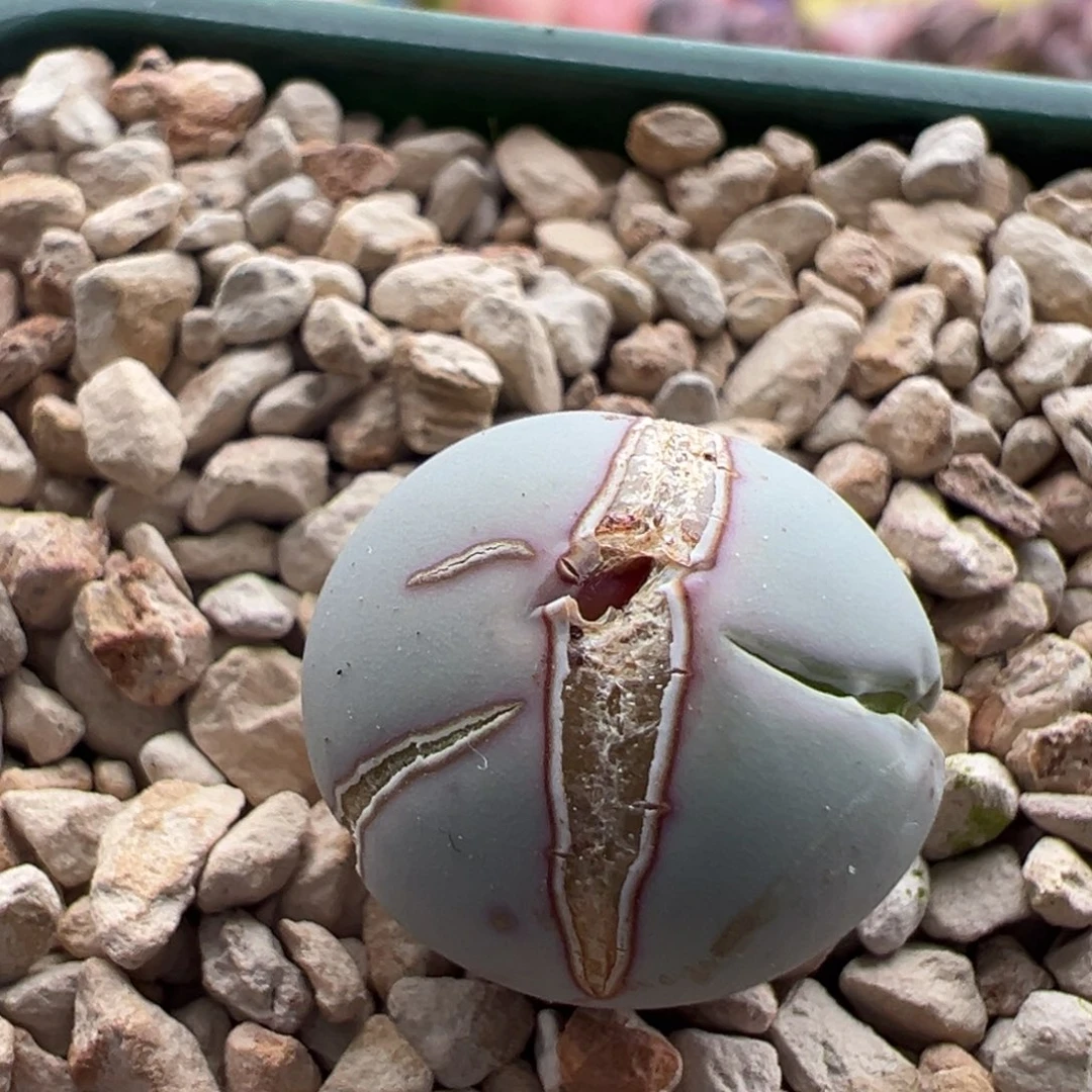 飘****812。青蛙种源V嘴。