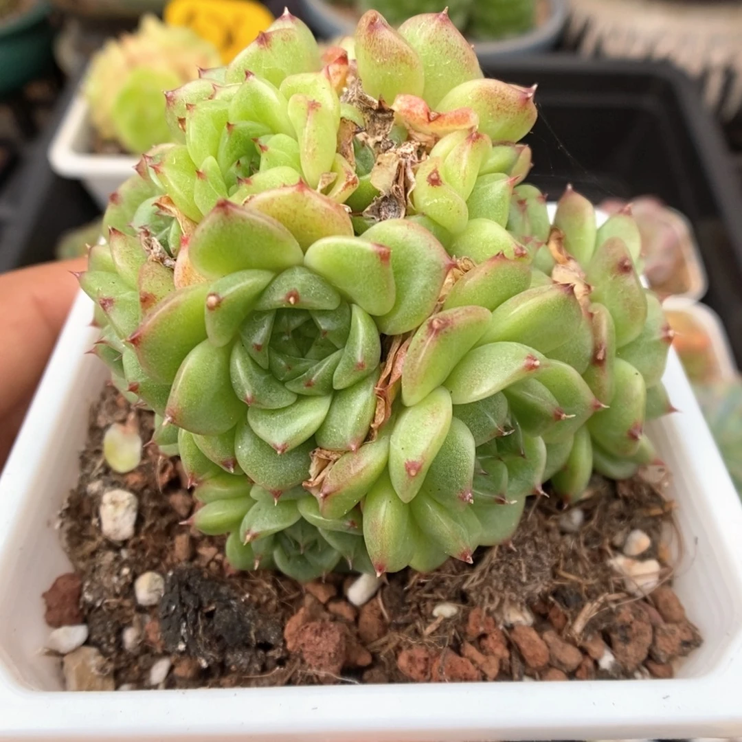 油透珍妮麦秆群859号