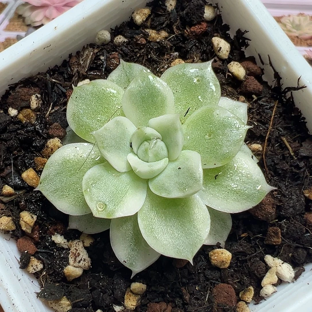 麦秆锦多肉植物一刻